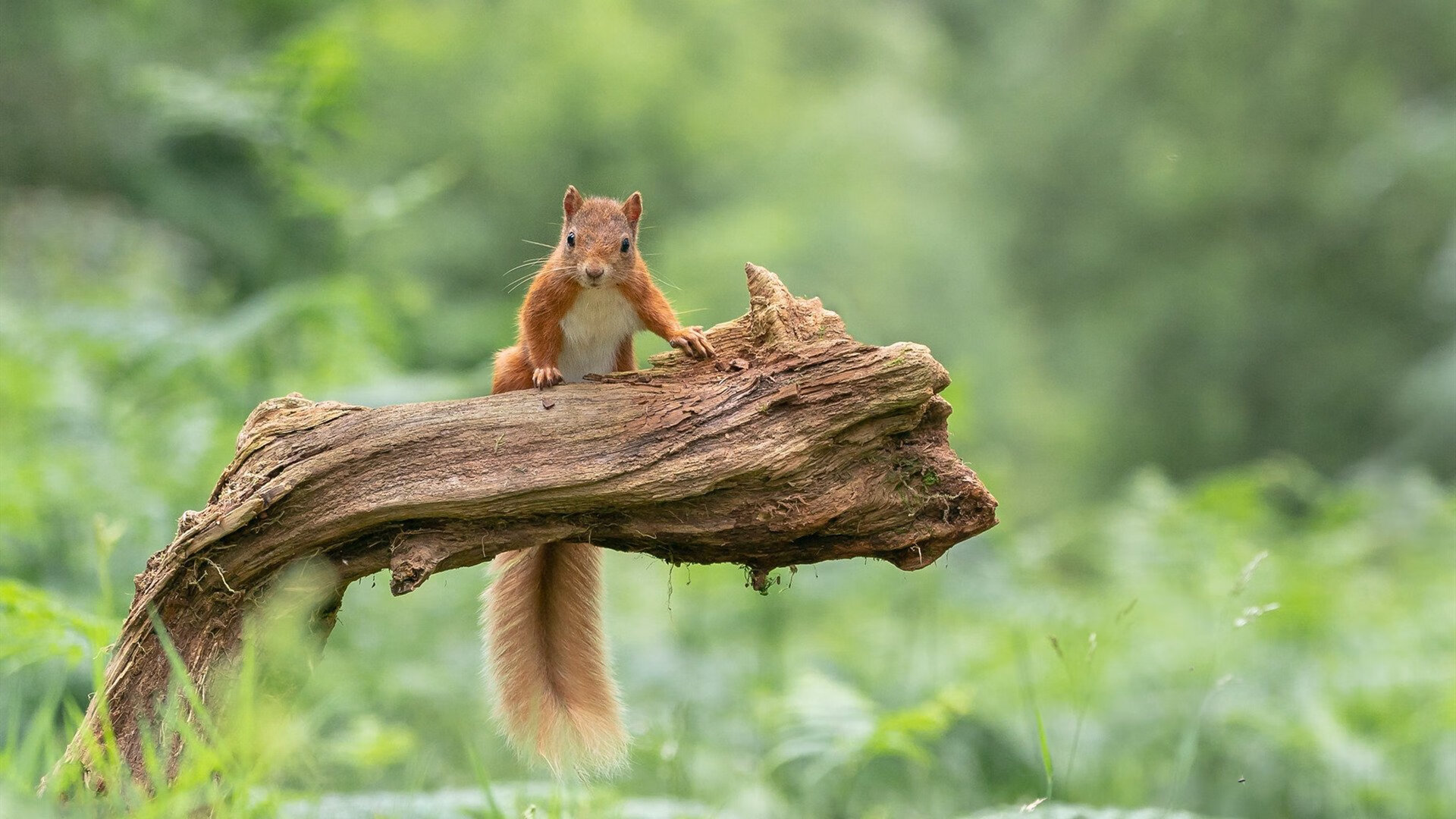 弗拉霍维奇压制级表现引爆全场，荷兰队点球决胜终结巴西不败神话